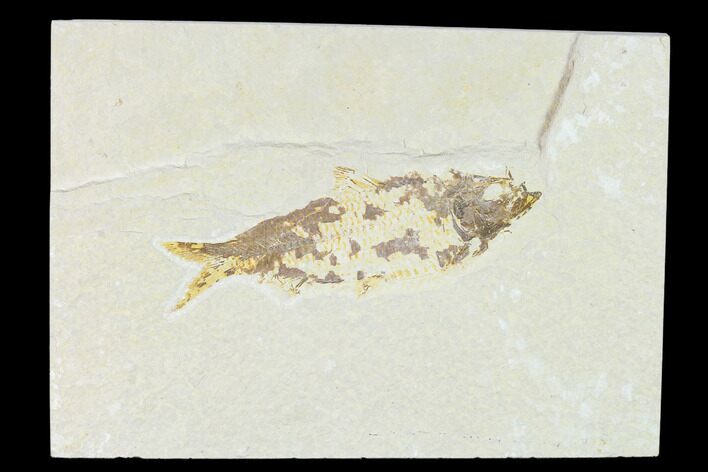 Bargain, Fossil Fish (Knightia) - Wyoming #149778